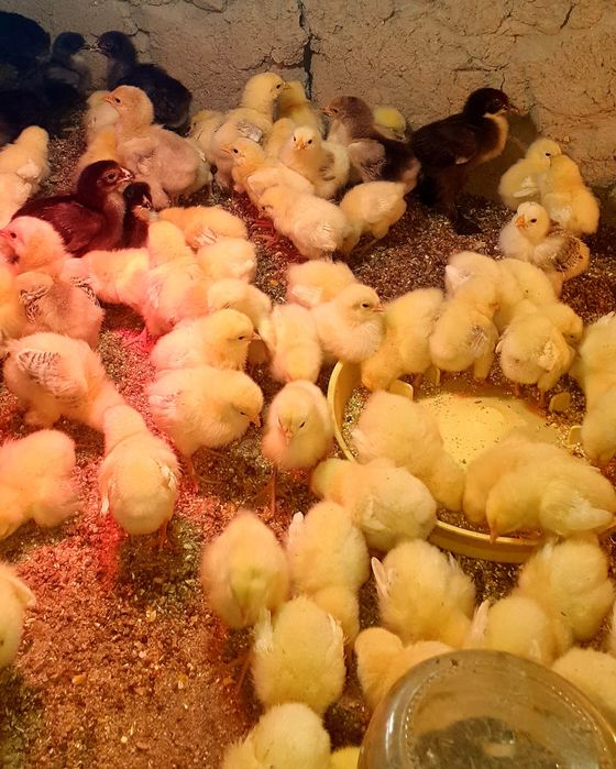 Жужалар  цыплёнок jojalar sotiladi