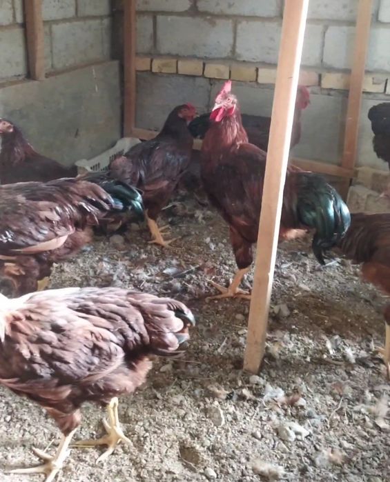 Род Айленд товуклар сотилади