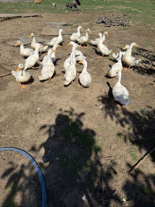 Rațe pekin de vânzare și gâște touse