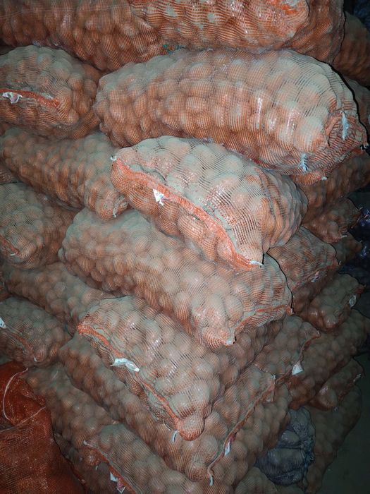 Продам картофель семенной