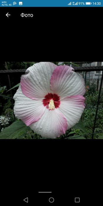 Продам садовые цветы