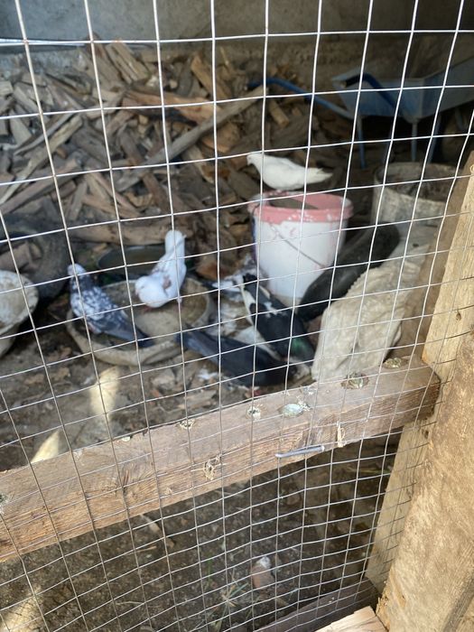 Голуби бакинцы продам