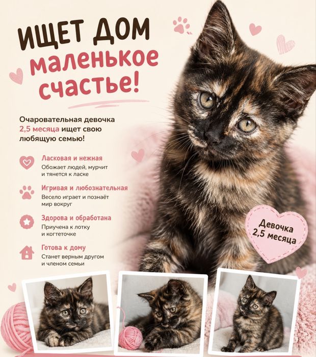 Черепаховая красавица, 2,5 месяца, ищет любящую семью