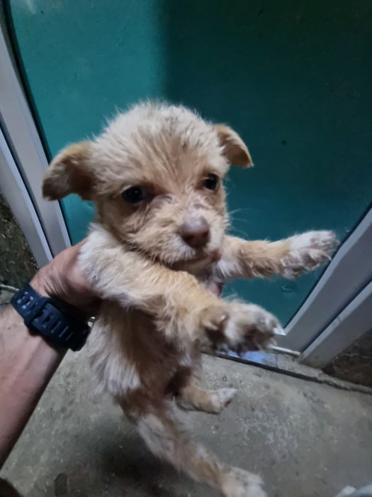 Pui Bichon metis cu Soricar