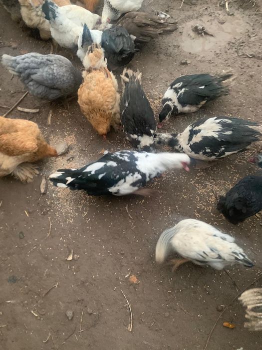 Уидин уиректерир