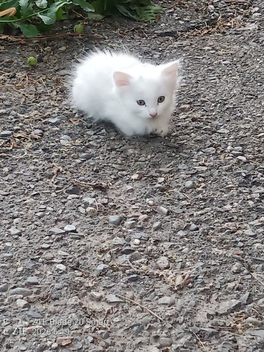 Котёнок (кошечка) бесплатно