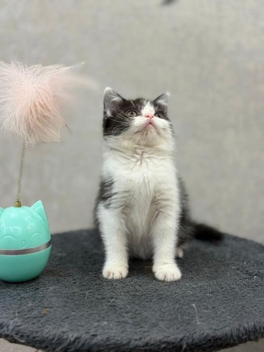 Шотландский прямоухий