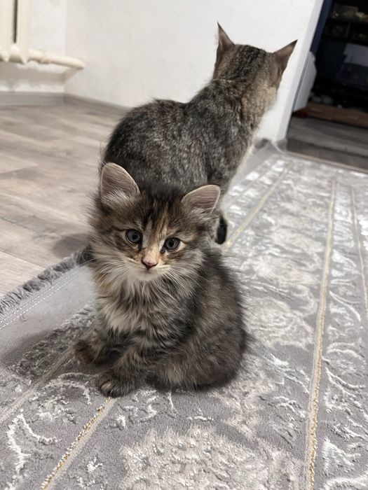 Котята добрым рукам