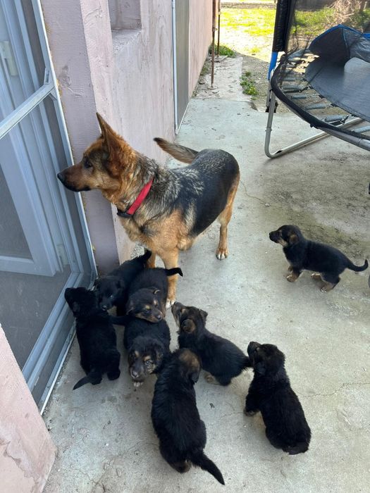 Donez ciobanesc german