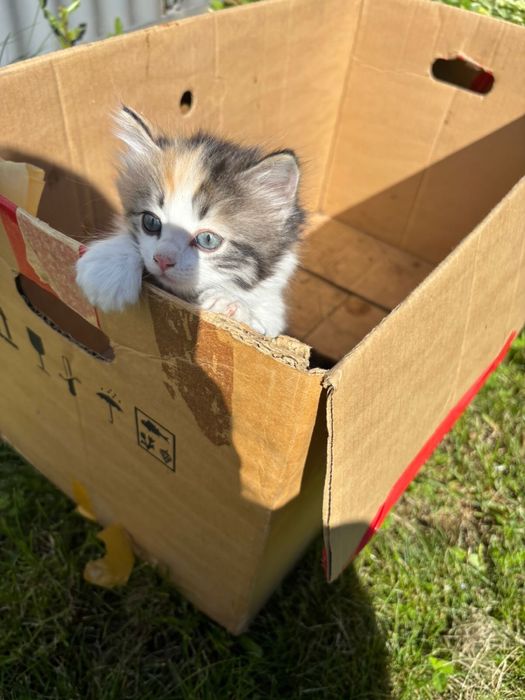 Котята-крысоловки