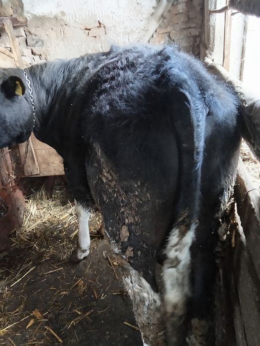 Taur și vițea de vânzare