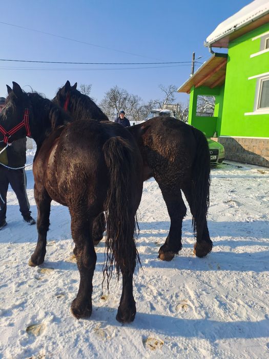 Vând pereche mânji