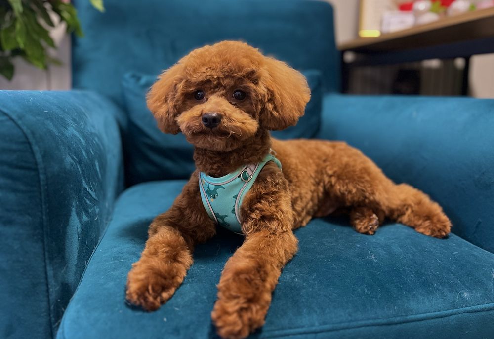 Хотел за кучета и Груминг в София