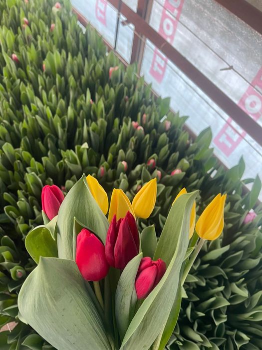 Тюльпаны жезгазган рефрижератор