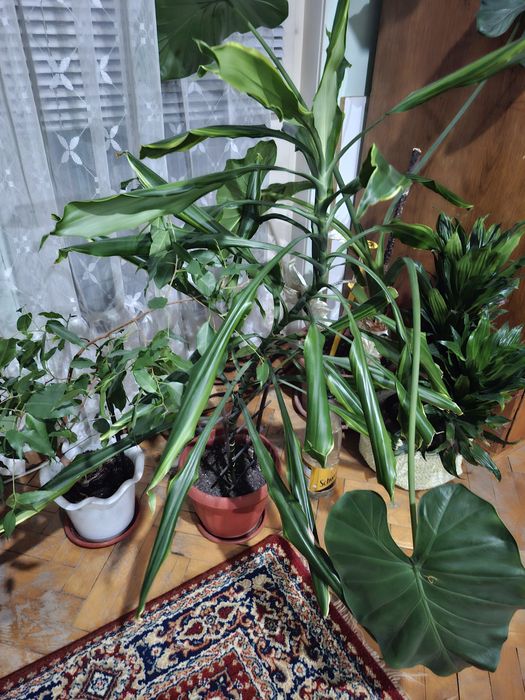 Драцена и китайски рози