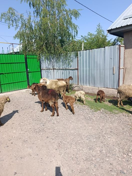 Продаются матки с ягнятами