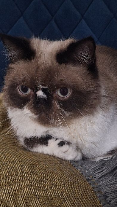 Кот Экзот 8- месяцев