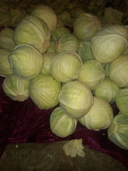 Здравствуйте продам капусту