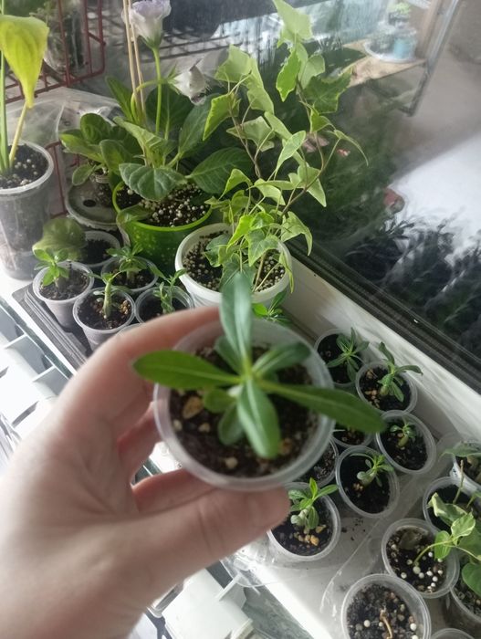 Адениум смесь махровых детки