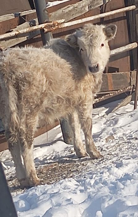 Продам двух бычков и телочку