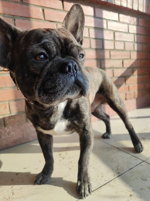 Продам срочно Французский бульдог