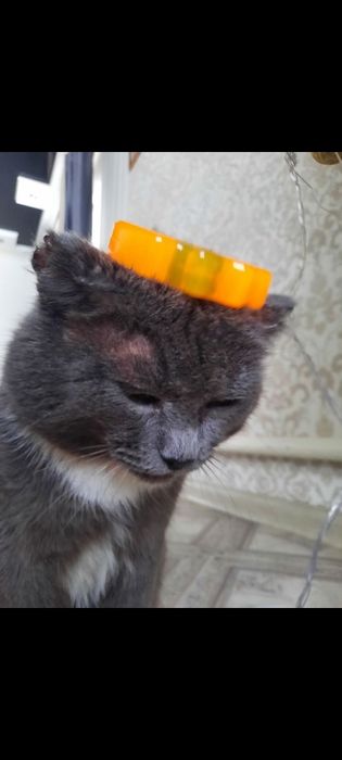 помогите найти кота