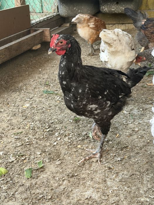 Продам петушков 3