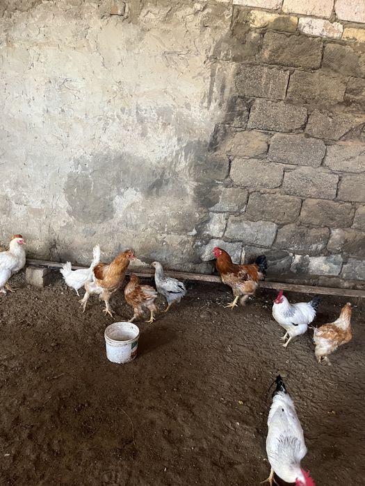 Тауыкктар сатылады