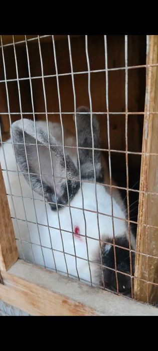 Продам кроликов оптом