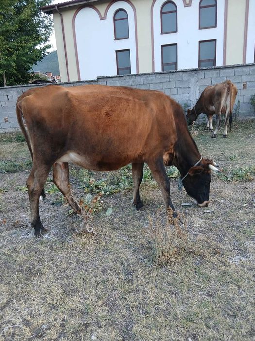 Продават се крави!