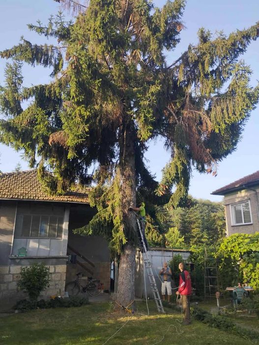 Рязане на опасни дървета