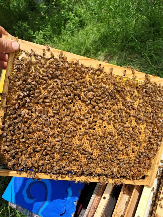 Vand 10 familii de albine rasa carpatină