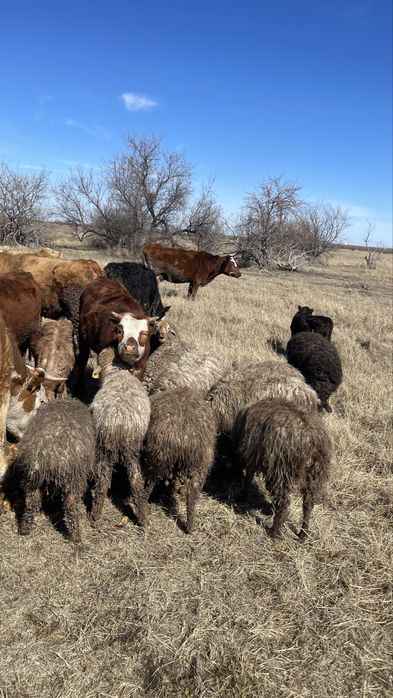 Продаются бараны