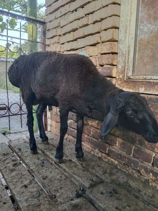 Кучкорлар сотилади эхсон ва маросимлар учун + зотга