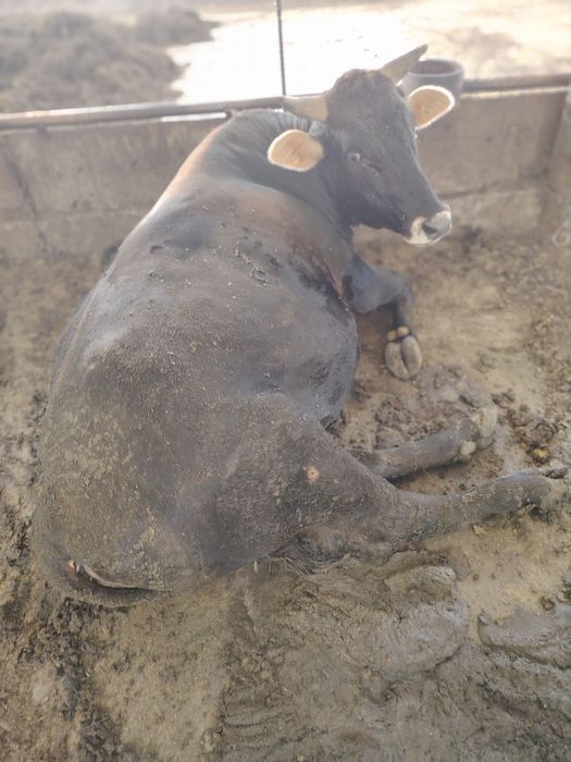 Живой весга сотилади