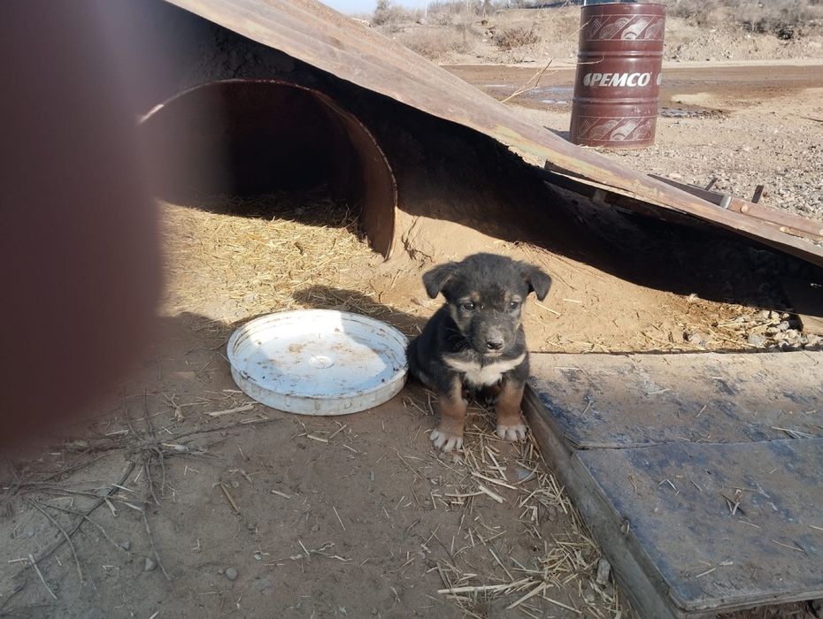 Щенок мальчик звоночек