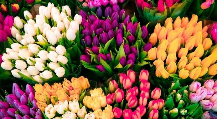 Тюльпаны на 8 марта