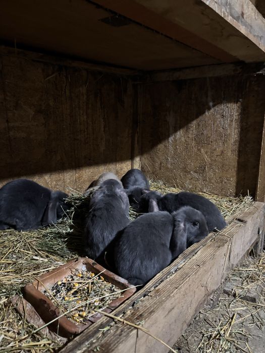 Iepuri berbec german