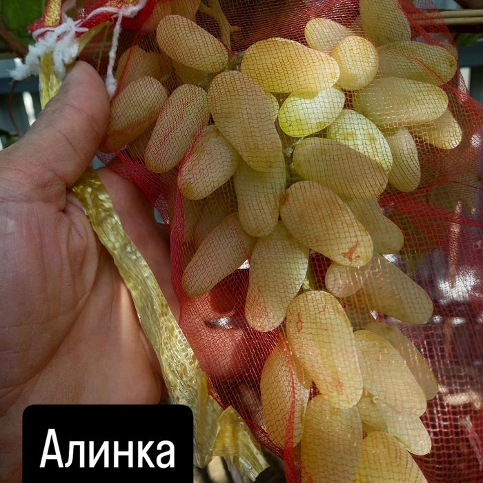 Саженцы Винограда