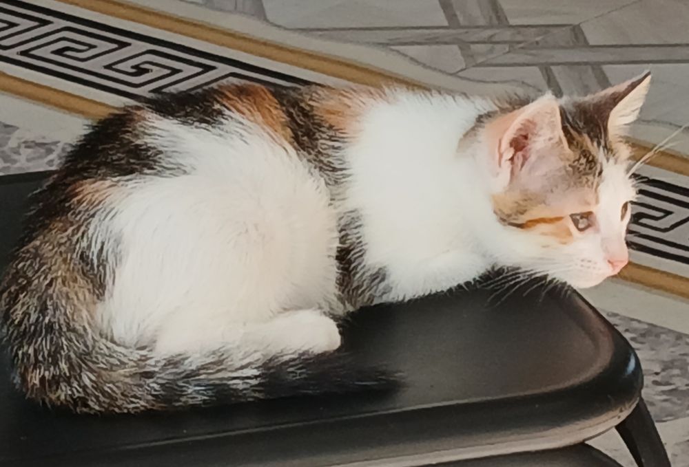 Девочки трехцветочки в дар