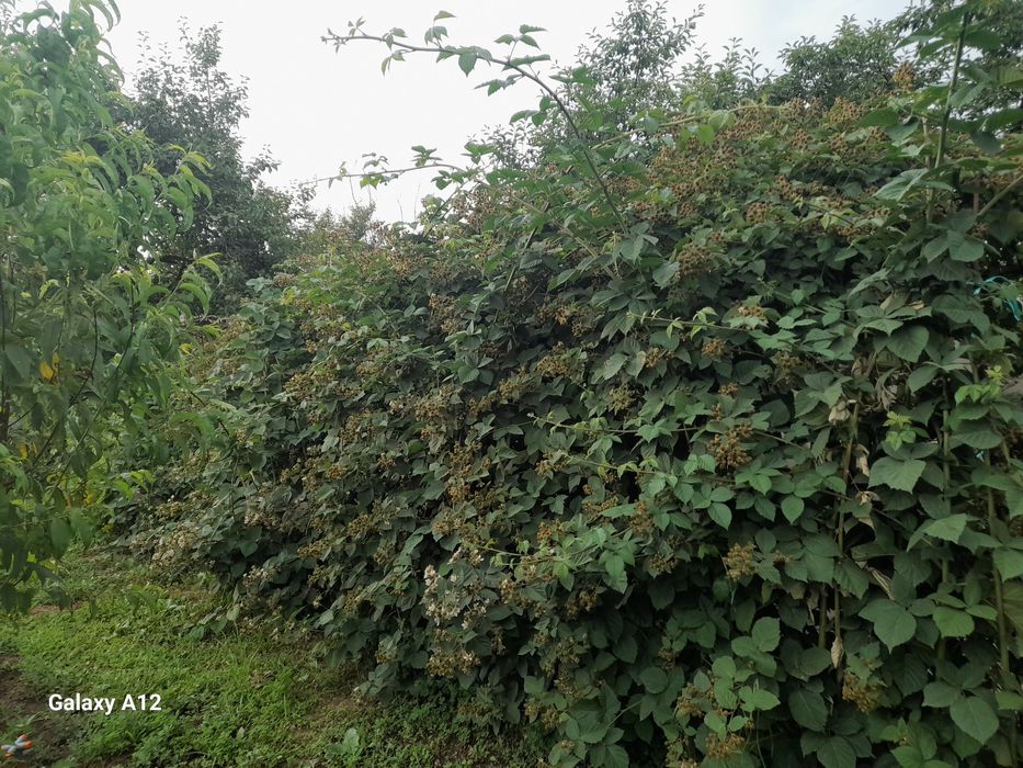 Продаются дом дача