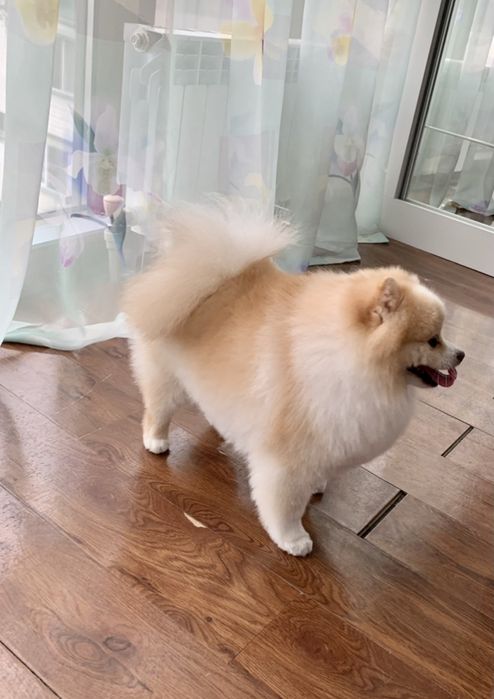 Ищем невесту для красивого мальчика шпица