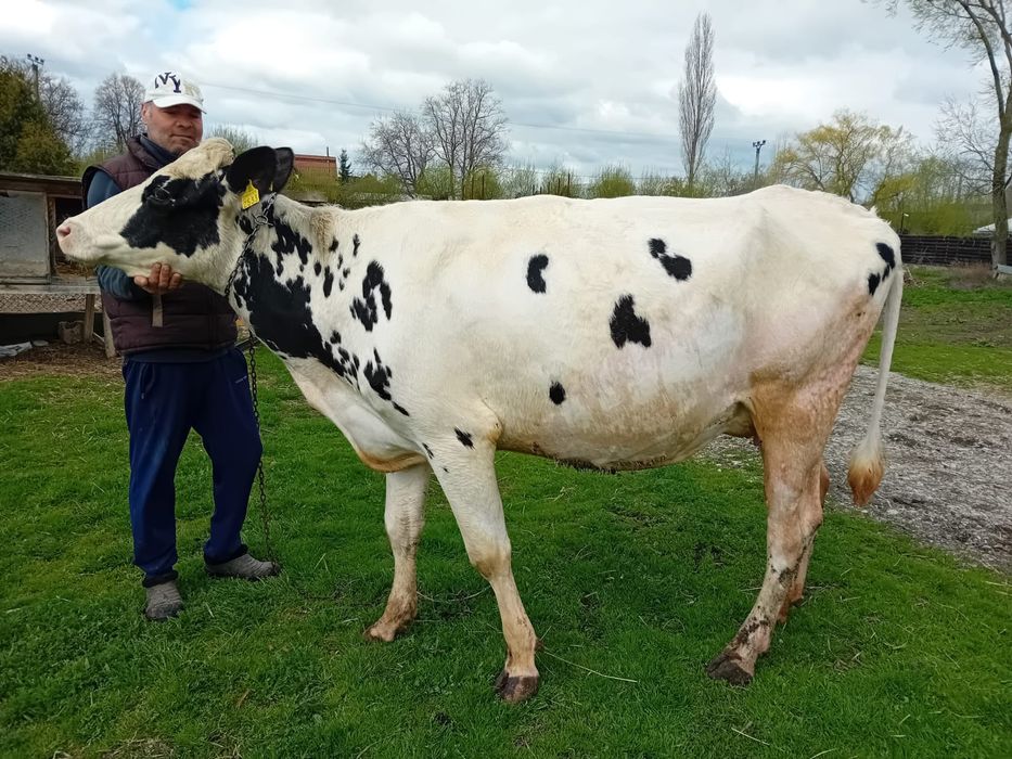 Junică Holstein de vânzare