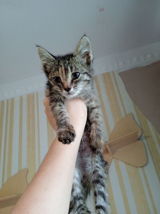 Домашний котенок