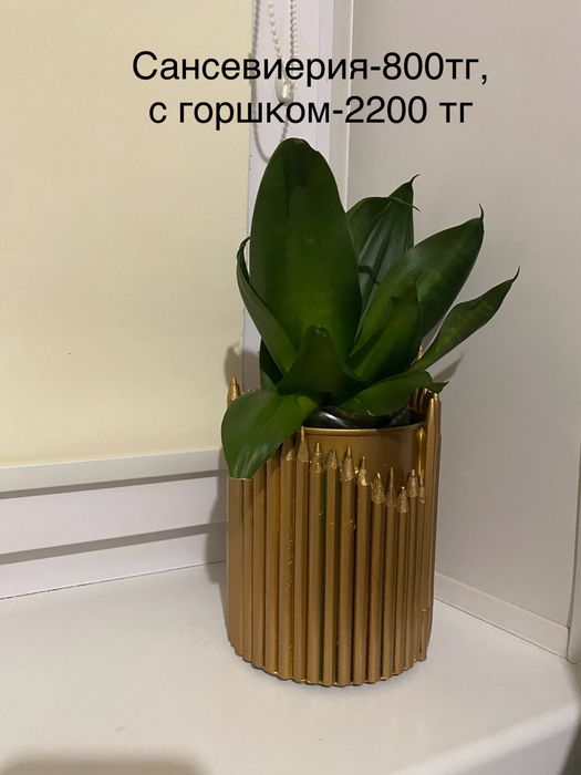 Комнатные цветы(растения)