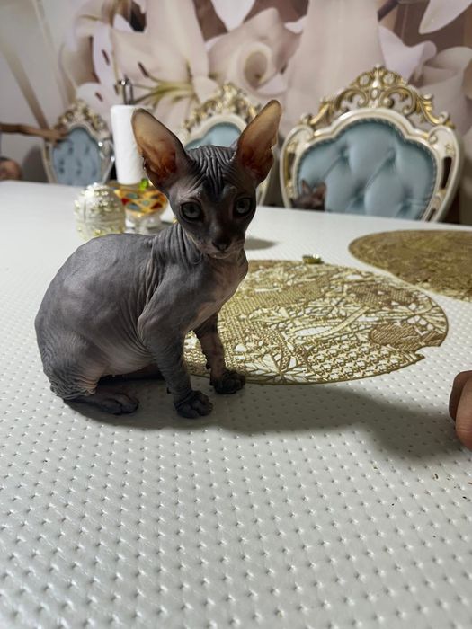 .Продам сфинкса.