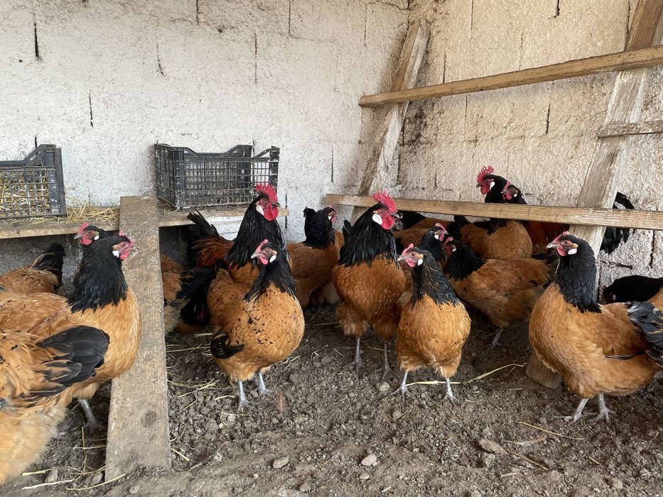 Vand oua de incubat Vorwerk