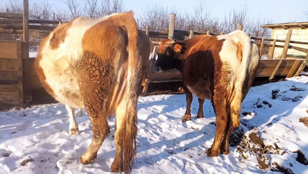 Vând vacă la alegere s-au ambele