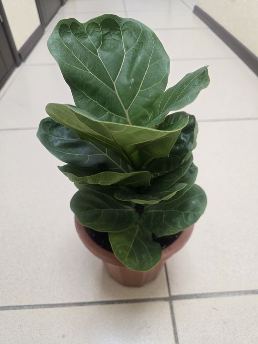 Продам комнатные цветы