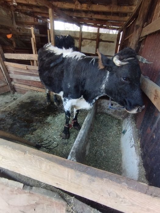 Сиыр сатам бұзау мен